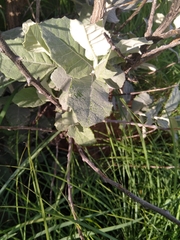 Brachylaena rotundata