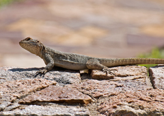 Oplurus quadrimaculatus