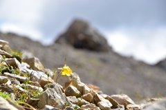 Papaver alpinum