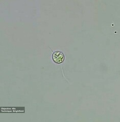 Euglenozoa