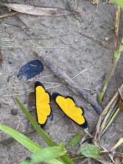 Xanthyris flaveolata