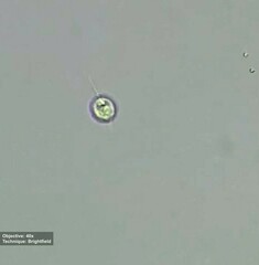 Euglenozoa