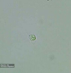 Euglenozoa