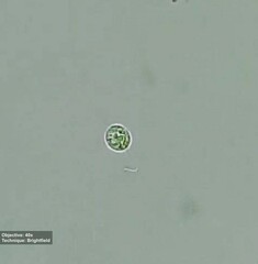 Euglenozoa