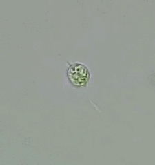 Euglenozoa