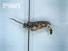 Ichneumonidae