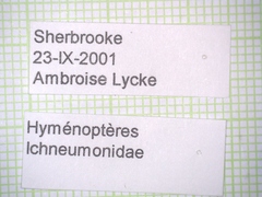 Ichneumonidae