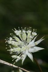 Astrantia minor