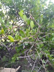 Ehretia rigida