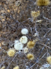 Bebbia juncea