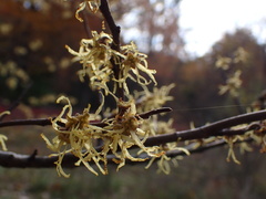 Hamamelis