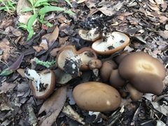 Lyophyllum anthracophilum