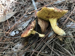 Xerocomus illudens