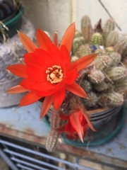 Lobivia silvestrii