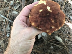 Xerocomus illudens