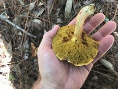 Xerocomus illudens