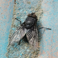 Calliphora vomitoria