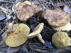 Suillus decipiens