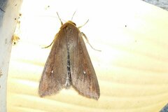 Mythimna unipuncta