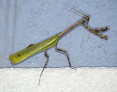 Pseudovates chlorophaea