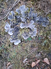 Peltigera canina