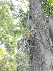 Tillandsia caput-medusae