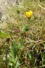 Hieracium amplexicaule