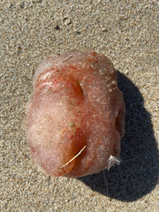 Aplidium californicum