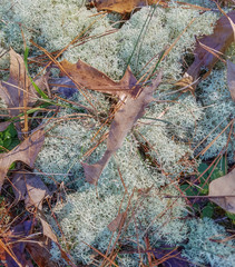 Cladonia evansii