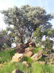 Brachylaena rotundata