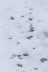 Mustelidae