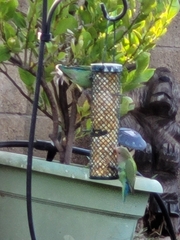 Agapornis roseicollis