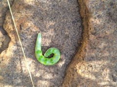Daphnis nerii