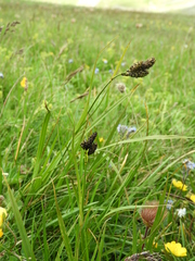 Carex atrata