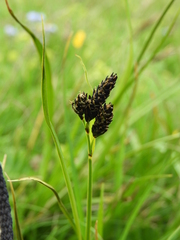 Carex atrata
