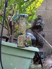 Agapornis roseicollis