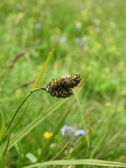 Carex atrata