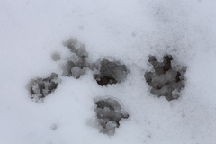 Mustelidae