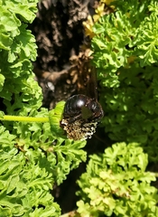 Xylocopa darwini