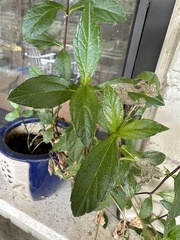 Sphagneticola trilobata