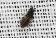 Simuliidae