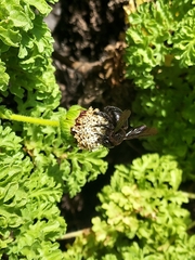 Xylocopa darwini