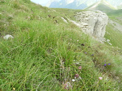 Carex atrata
