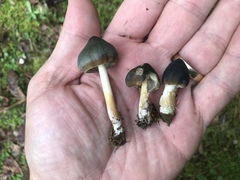Psilocybe caerulescens