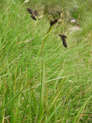 Carex atrata