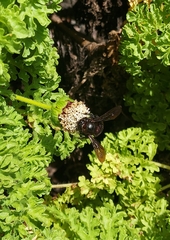 Xylocopa darwini