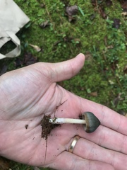 Psilocybe caerulescens