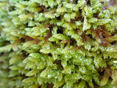 Hypnum cupressiforme