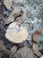 Lactarius mairei