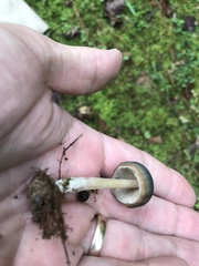 Psilocybe caerulescens